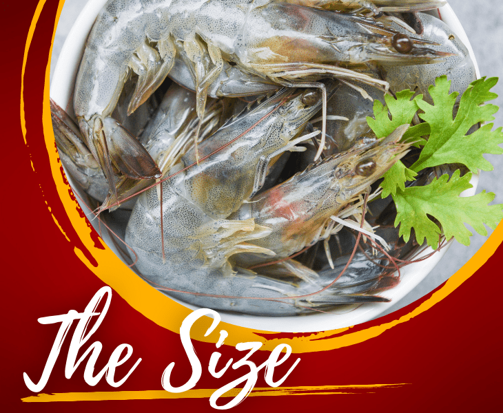 the size of shrimp